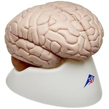 3B Scientific C17 8 Part Brain Model, 5.5" x 5.5" x 6.9"