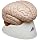 3B Scientific C17 8 Part Brain Model, 5.5" x 5.5" x 6.9"
