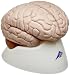 3B Scientific C17 8 Part Brain Model, 5.5" x 5.5" x 6.9"