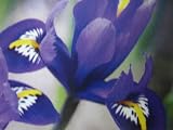 Rhapsody Irises : 10 Bulbs