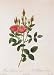 Moss Rose Redoute Flower Art Vintage Botanical Poster