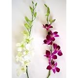 Exotic White and Purple Dendrobium Orchids
