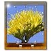 Bee pollinates a Desert Agave flower also called a Century Plant - 6x6 Desk Clock