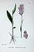 Botany Plants C1902 Broad Leaved Marsh Orchis Flowers