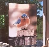 Flag Garden, Mad Bluebird