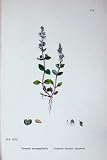 Perennial Smooth Speedwell Sowerby Plants C1902 Colour