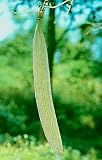 Midnight Horror Tree 5 Seeds RARE - Oroxylum - Tropical - B000WJ0EFK