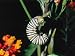 Monarch Butterfly in Caterpillar Form Eats Milkweed Flower Photographic Poster Print by Jeff Foott, 12x16