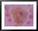 Animal Cell Mitochondria, Light Micrograph Framed Art Poster Print by Kent Wood, 31x25