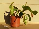 Eigenschaften   / Nepenthes veitchii x pilosa
