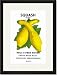 Black Framed/Matted Print 17x23, Squash: Yellow Summer Crookneck