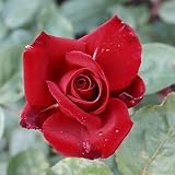 Eigenschaften Agel Rosen  / Edelrose 