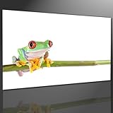 Keilrahmenbild Frosch - fertig gerahmt auf Keilrahmen, Qualitätsware 100% Made in Germany! Unser Service für Sie - 1 Jahres Garantie auf unsere Bilder. Das ideale Geburtstagsgeschenk.