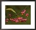 Euonymus Europaeus, Berries with Arils Framed Art Poster Print by Bob Gibbons, 22x18