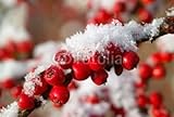 Wallmonkeys Peel and Stick Wall Decals - Red Cotoneaster Berries with Snow - 72