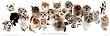 (12x36) Kittens (Best Things in Life are Furry) Art Poster Print