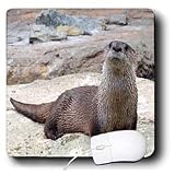 WhiteOak Photography Animal Prints - Otter Two An Otter Picture - Mouse Pads