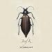 Entomology