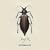 Entomology