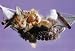 Kittens (In Hammock) Art Poster Print - 24