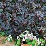 Perennial Plants - Bugleweed Black Scallop PP#15,815