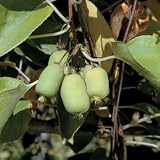 Kiwi Plant - Hardy Kiwi Michigan State