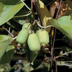Kiwi Plant - Hardy Kiwi Michigan State