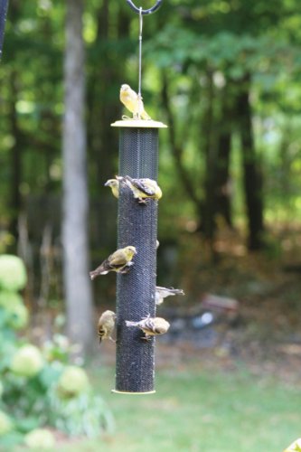 Birds Choice Magnet Mesh - Yellow