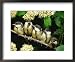 Great Tits, Five Fledgelings Perched in Row (Parus Major) Europe Animals Framed Art P...