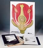 Flower Model Activity Set; Relief Model on Plaque; 3-D; 18 x 24 in.