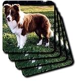Dogs Border Collie - Border Collie Tan and White - Coasters