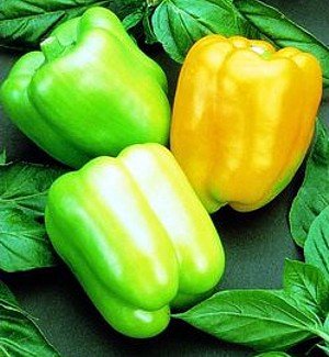 Golden Summer Sweet Pepper - 4 Plants