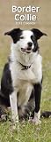 Border Collie 2012 Calendar With 2012 to 2013 Minigrid