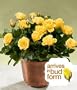 Brighter Days Potted Roses