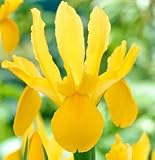 Dutch Iris Bulbs Yellow Queen