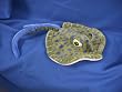 Blue Spotted Stringray 26"