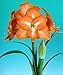 Charmeur Giant Dutch Amaryllis 1 Bulb