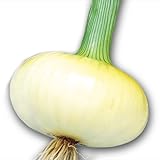 国華園　玉ねぎ苗　早どり一番　100本