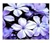 Blue Petals Photographic Poster Print by Debby WESTCOTT, 20x16