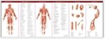 Anatomical Chart Company's Illustrate...