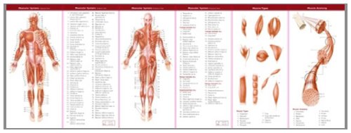 Anatomical Chart Company's Illustrated Pocket Anatomy: The Muscular & Skeletal Systems Study Guide