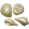 Chocolate Seashells Varied Shapes -1 Dozen Pearlized