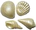 Chocolate Luster Seashells Varied Shapes -1 Dozen