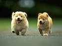 Obedience Training Video One