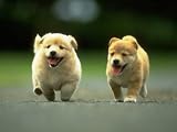 Obedience Training Video Four