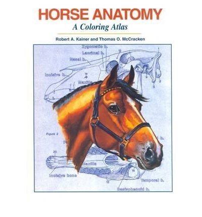 Horse Anatomy : A Coloring Atlas 2nd edition by McCracken, Thomas O.; Kainer, Robert A.; McCracken, Thomas O published by Alpine Publications Paperback