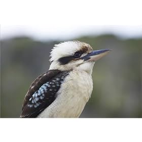 photographie Laughing Kookaburra (Dacelo novaeguineae or Dacelo gigas) at Shelly Beach. est dispe...