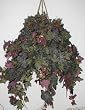 Large Frosted Ivy Hanging Basket