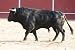 Fighting Bull Picture from Spain. Black Bull - 18