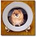 Pomeranian Dog - 8 Inch Porcelain Plate
